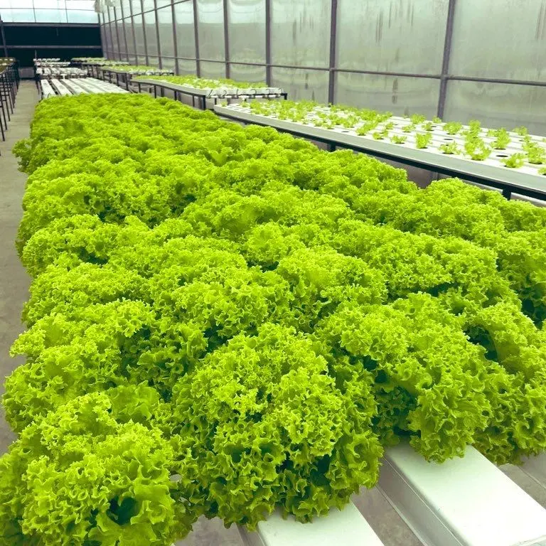 NFT Hydroponics Table Growing Flat Bed Hydroponic Growing Systems Nft greenhouse