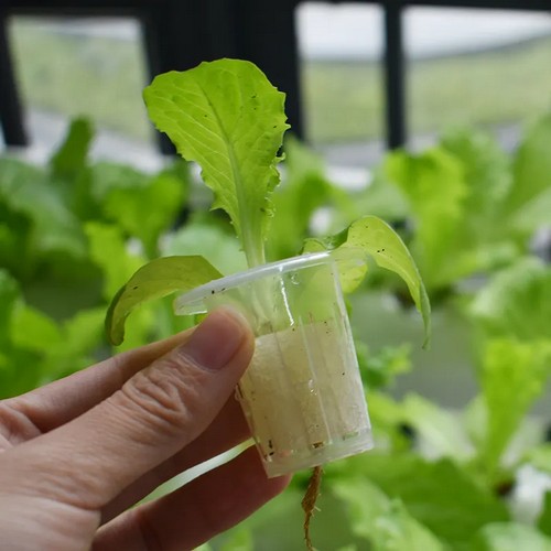 hydroponic net cup