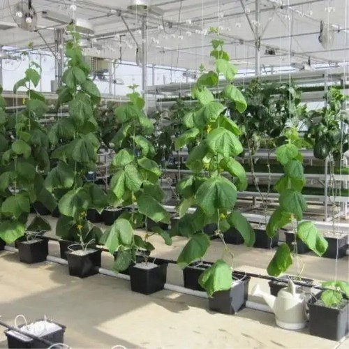 Clip Tomato Plants