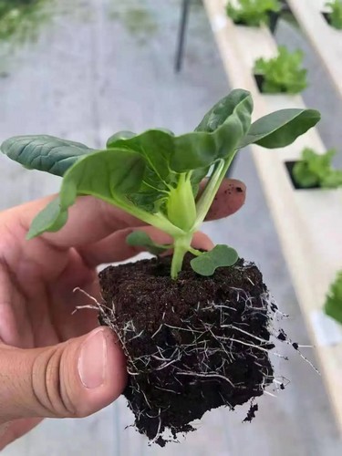 nft hydroponics