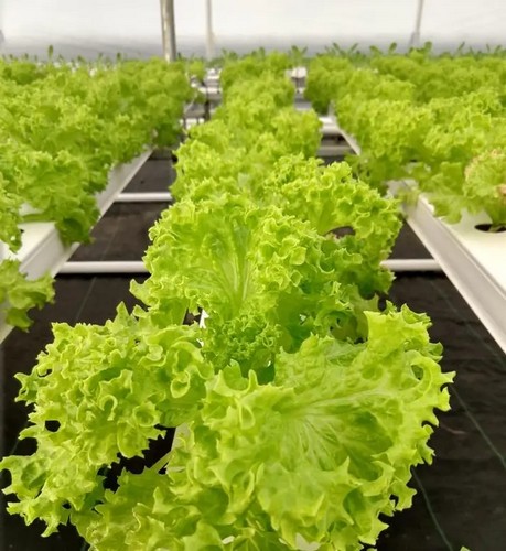 nft hydroponics kits