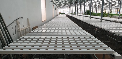 Budget-Friendly Brilliance: High-Quality Tomato Hydroponic System Direct from the Manufacturer, Boasting Robust Supply