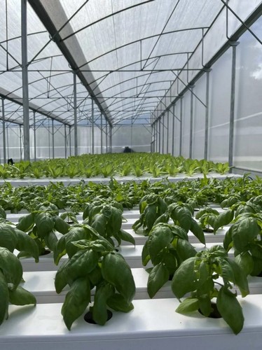 affordable hydroponic systems