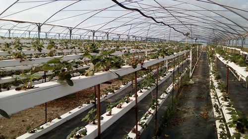 hydroponics system kit