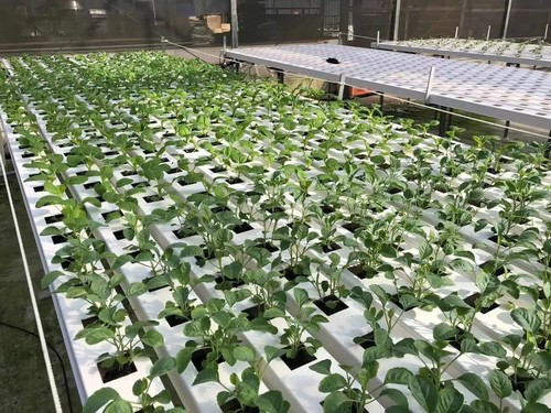 Vegetable Big Yields: Factory-Supplied Hydroponic System, Combining Affordability and High-Quality Design