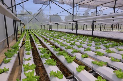 hydroponic system for sale