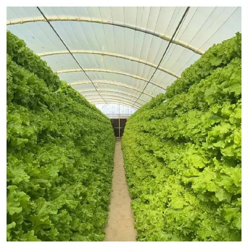 Revolutionize Your Cultivation: Automated Hydroponic Systems, Factory Wholesale, Boasting Superior Quality and Innovative Design