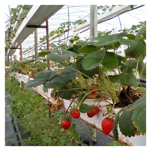 best hydroponics system