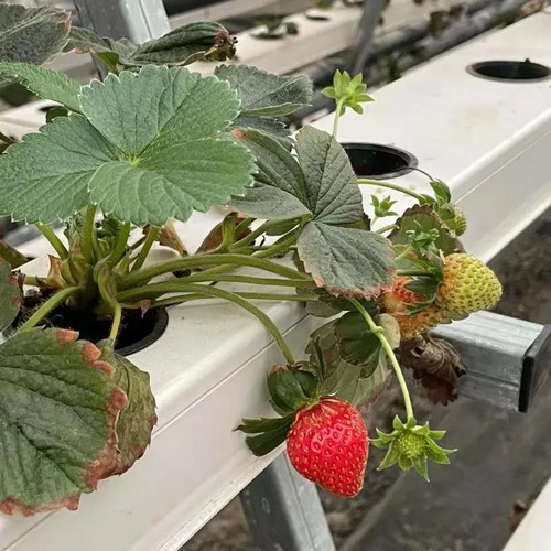 automated hydroponic systems
