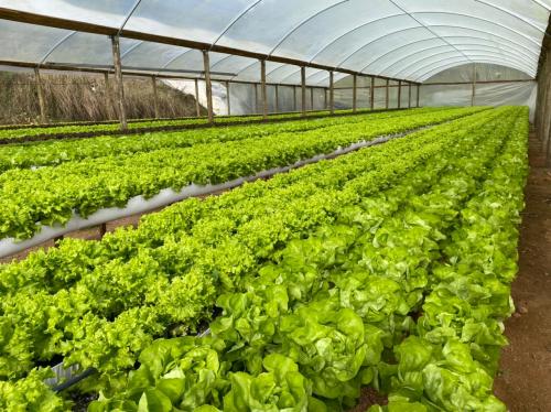 Unparalleled Value: Factory - Wholesale Full Hydroponic System with Robust Supply and Exceptional Design