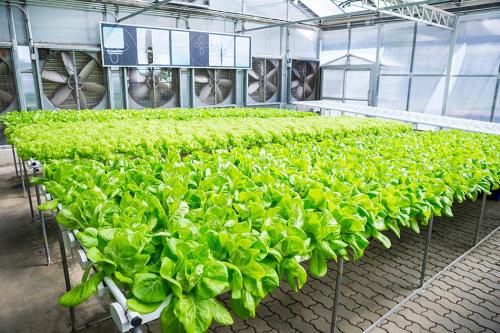 full hydroponic system