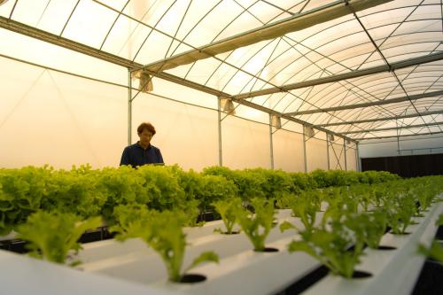 hydroponic systems sale