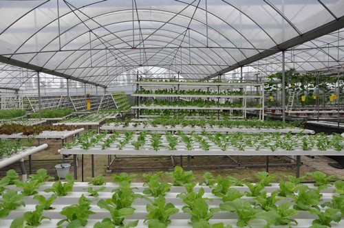 auto hydroponic systems