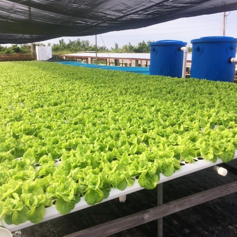 hydroponic pot growing system