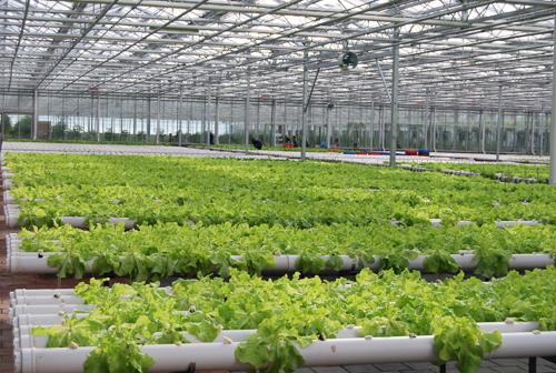 hydroponic pot system