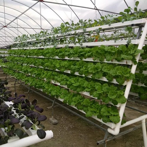hydroponics growing system kit