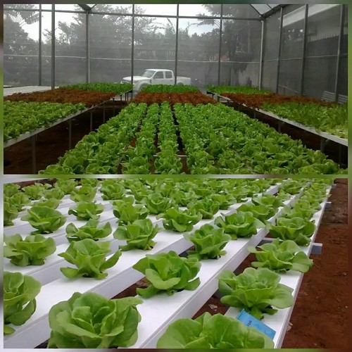 hydroponics system