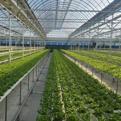 n.f.t. hydroponic system