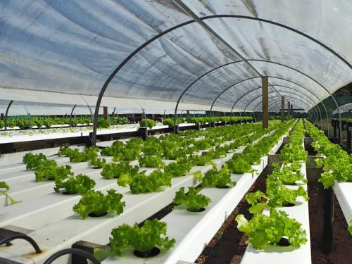 cannabis hydroponics system