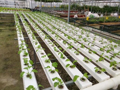 Discover Budget-Friendly Excellence: Factory-Direct Hydroponic Planting System with Bulk Supply Capability and Custom Design Mastery