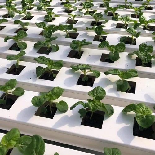 hydroponic system fish tank