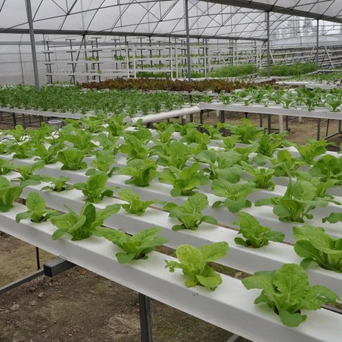 hydroponic weed grow system