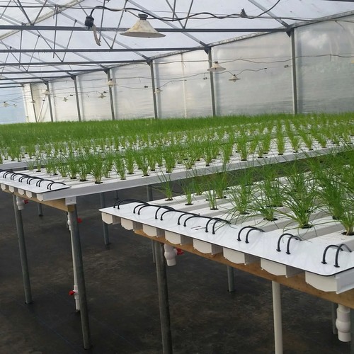 large scale hydroponics system