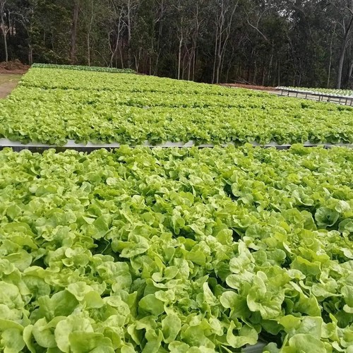 supplies needed for a hydroponic system