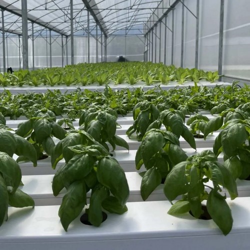 automatic hydroponic system