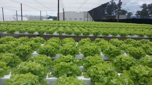 best automated hydroponic system