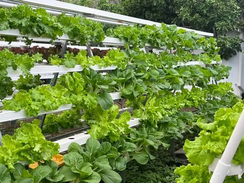 best hydroponic system for lettuce