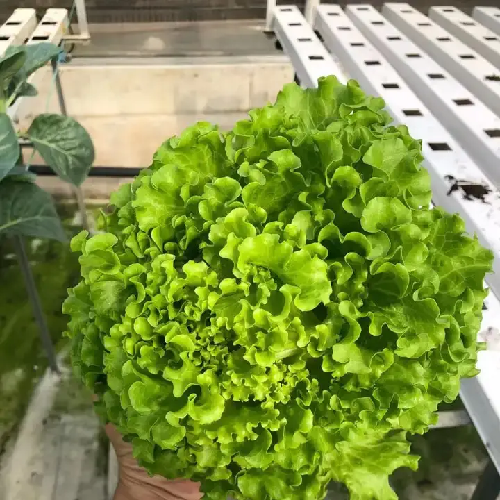 optimize-cannabis-yields-with-hydroponic-grow-system-weed-factory-wholesale-savings