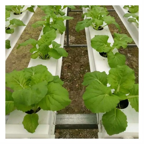 hydroponic cloner system
