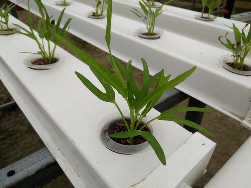 hydroponic drip system kit