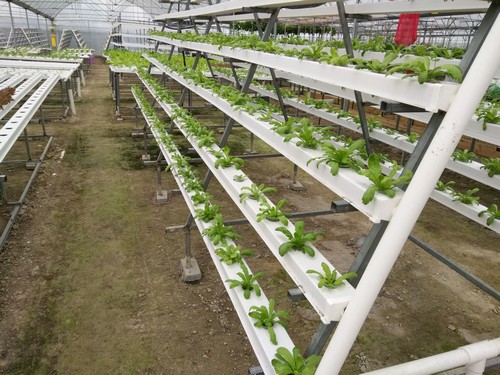 hydroponic grow system weed