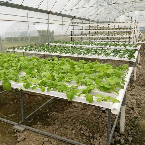 Reliable Hydroponic Vegetable System: Competitive Prices, Custom Design Capability, and Premium Quality for Commercial Growers