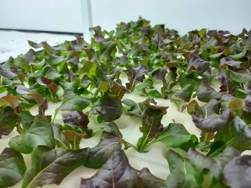 hydroponic systems for cannabis