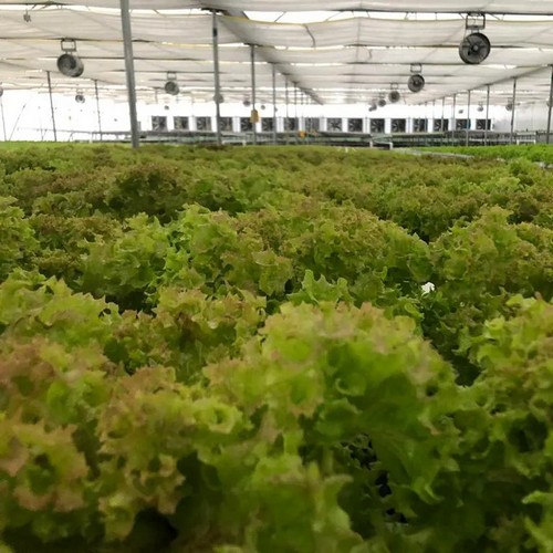 Streamlined Hydroponic Water System: Wholesale Rates, Premium Quality Construction, and Innovative Design for Commercial Growers