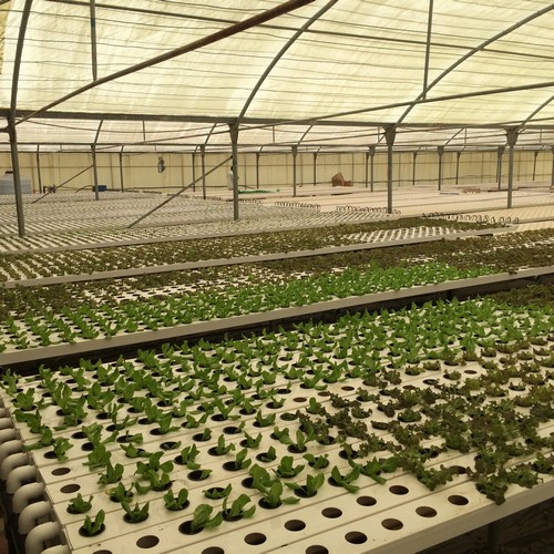 High-Performance Hydroponics NFT System: Factory Wholesale Prices, Modular Design Excellence, and Consistent Quality for Sustainable Farms