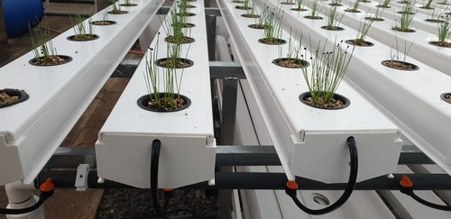 nft hydroponics