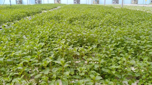 Reinvent Your Growing Journey with Our Customizable, Ultra - Efficient Growing System