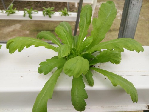 greenhouse kit
