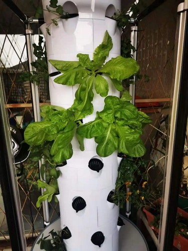 hydroponics vertical