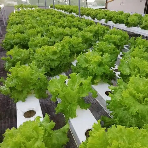 Uncover Unmatched Quality in G&N’s Hydroponics Growing System