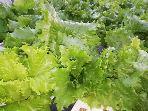 hydroponic grow system