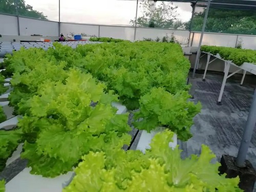 indoor growing systems
