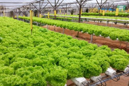 world's first and finest aqua growing system