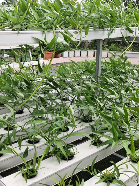 Need a Superior Kit? G&N’s hydroponic system grow kit Shines in Every Hydroponic Detail