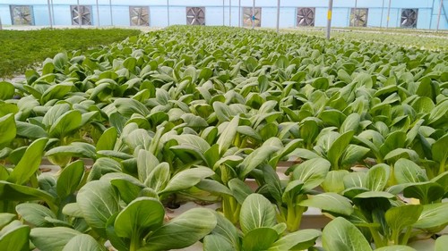 sun systems grow lights