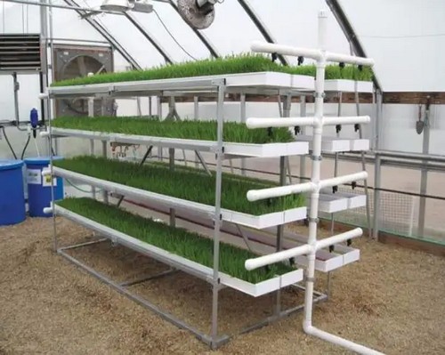 grow bone system garden of life
